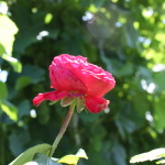 Rose...to Wine